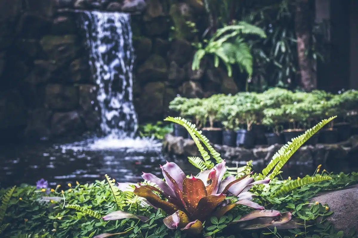 jardin  aménagement