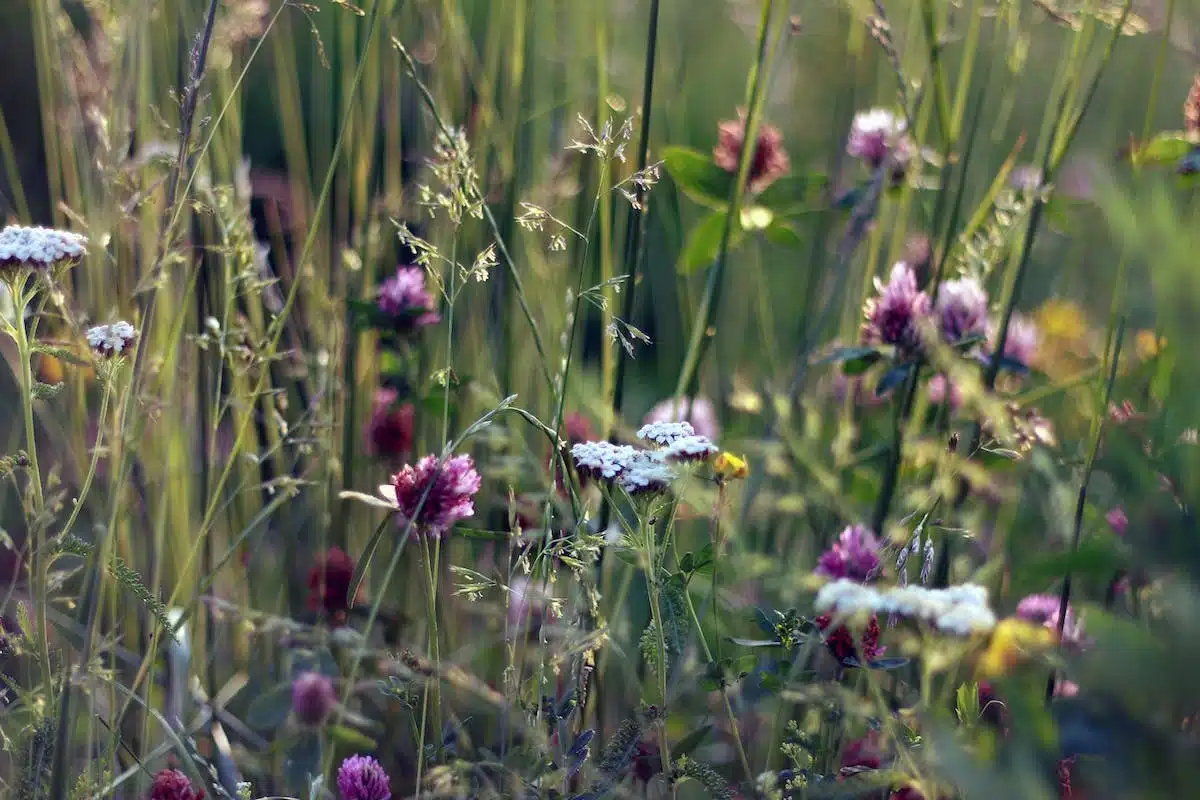 pelouse  prairie