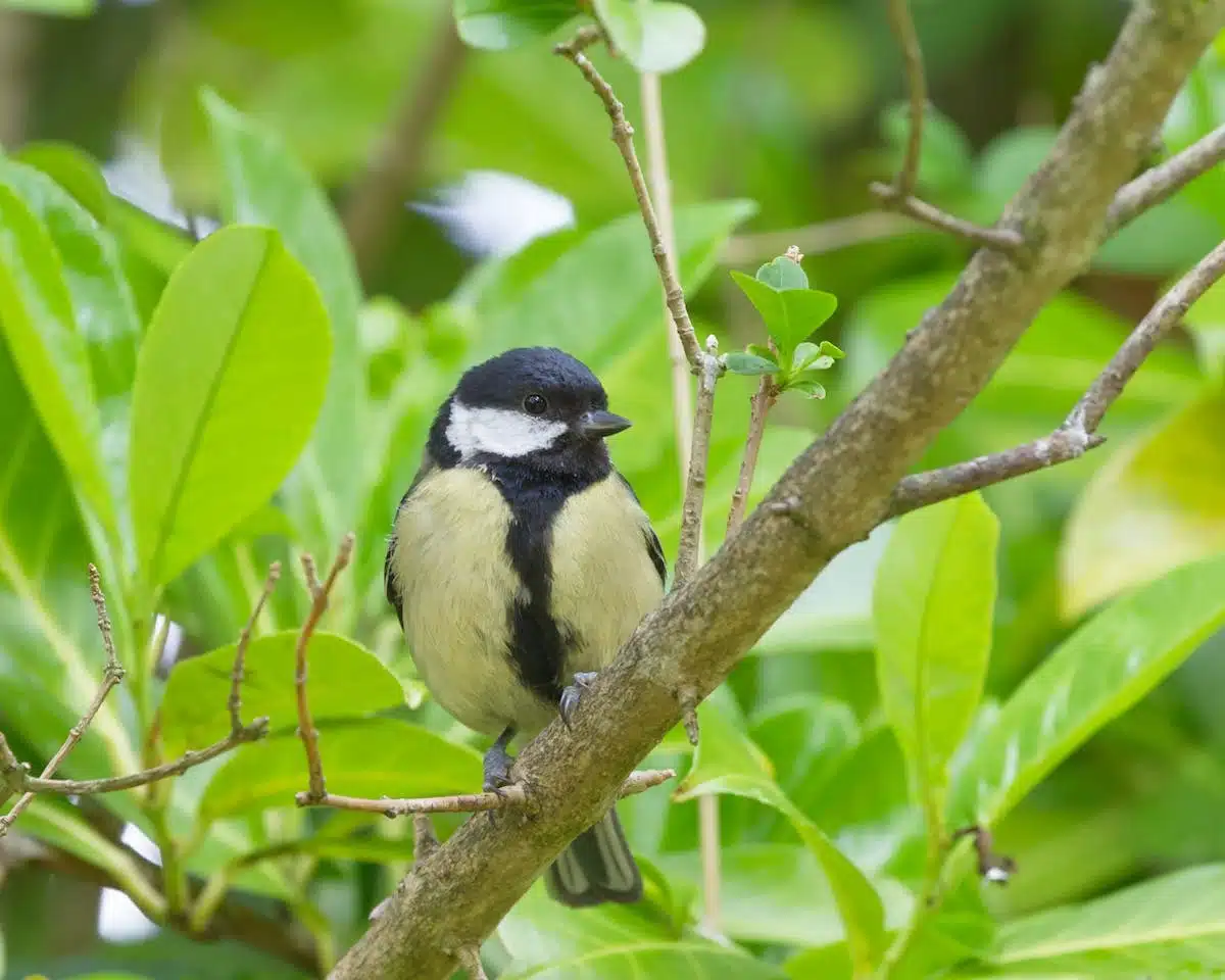 Comment nourrir un oisillon mésange tombé du nid et sauver sa vie ? Habitat Guides