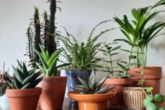 Les plantes d'intérieur qui s'épanouissent aussi en extérieur