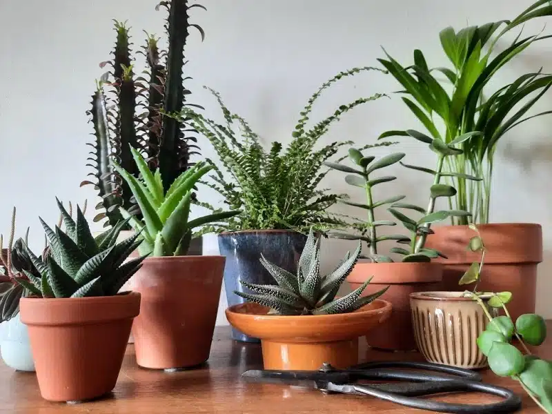 Les plantes d'intérieur qui s'épanouissent aussi en extérieur