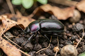 Gros plan macro d'un carabe noir iridescent sur la terre humide du jardin, insecte auxiliaire du sol